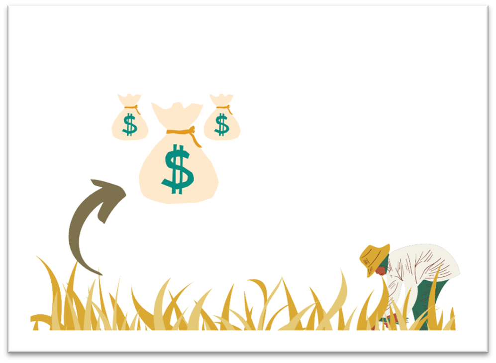 How salinity effects plants and crop productivity