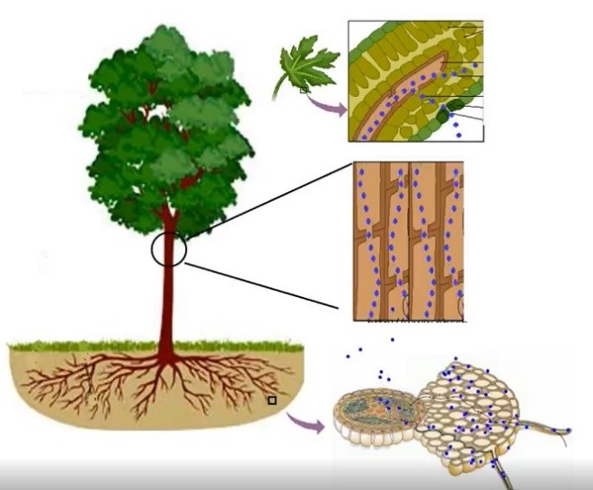 How the PlantArray system help to understanding the response of the plant to water stress
