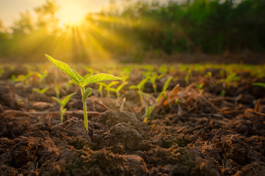 plant biomass