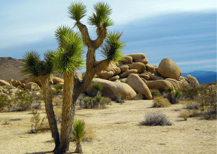 Plant Response to Climate Change