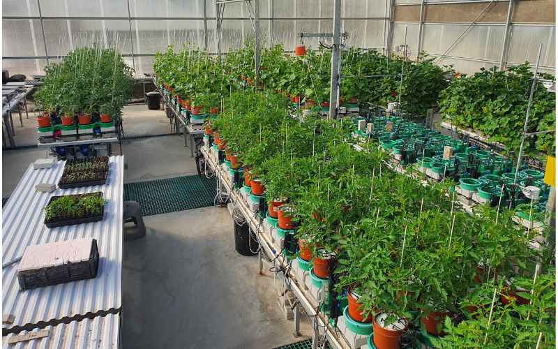 High Throughput Plant Phenotyping