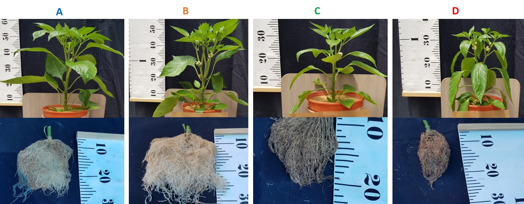 Root shoot pic3