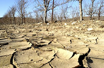 Applications Abiotic plant stress response