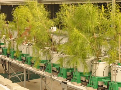 Drought Stress Response Molecular Mechanisms of Pines