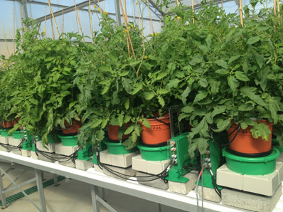 Tomato Stomatal Closure Hormonal Regulation