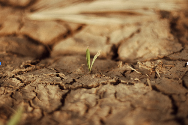 DROUGHT STRESS IN PLANTS