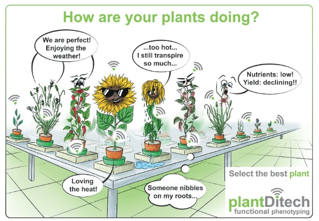 Drought Stress in Plants: Effective Solutions | Plant Ditech