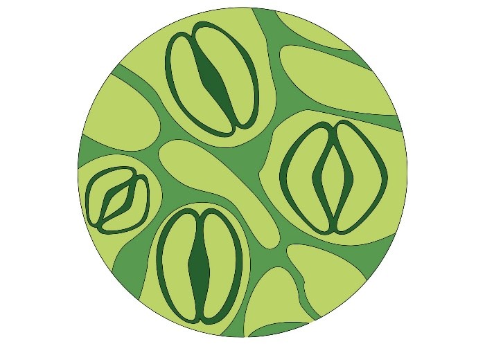 Stomatal Conductance In Plants