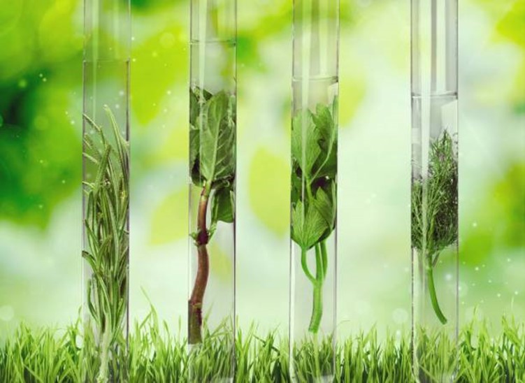 What Exactly Are Stomata and Why Do They Matter