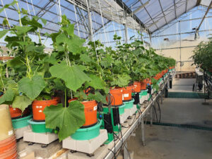 500 Daily Measurements Per Plant 