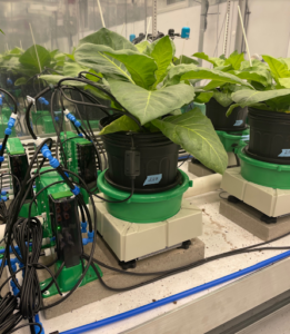 Automated Phenotyping Systems