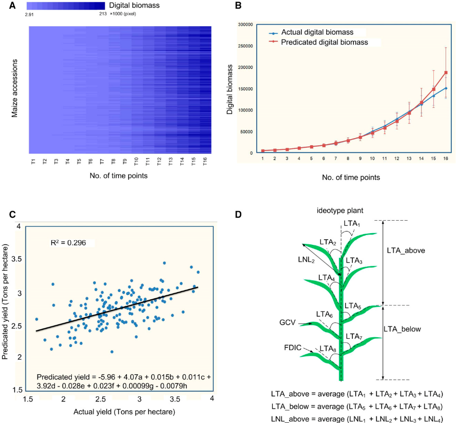 Dynamic boimass measurements and QTL prediction