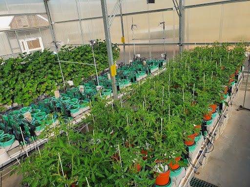 High-Throughput Phenotyping