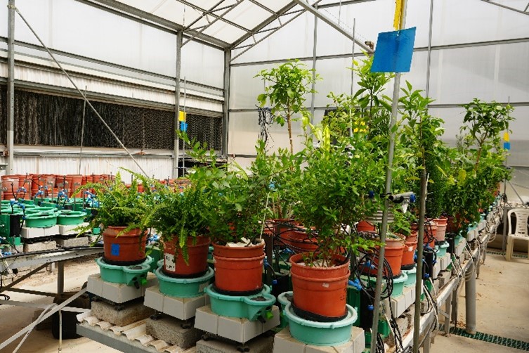 Machine Learning Applications in Plant Phenotyping