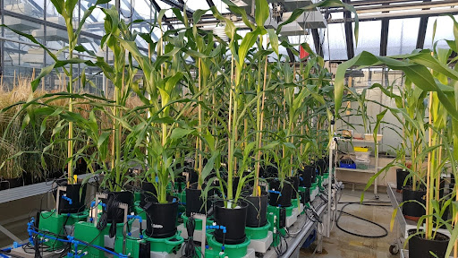 Modern Phenotyping Challenges