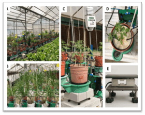 Plant Analysis