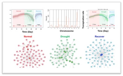 figure illustrates the dynamic QTL networks controlling transpiration rate in tomato under well-watered, drought, and recovery phases