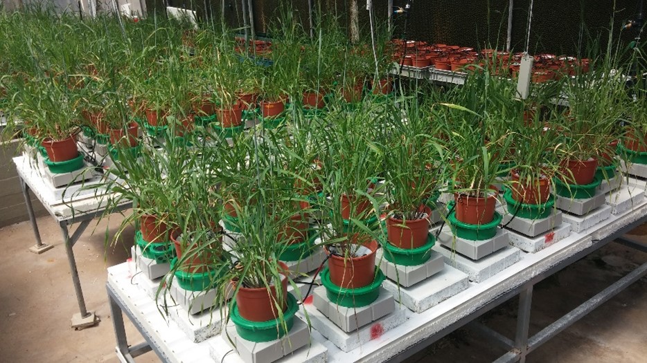 plants