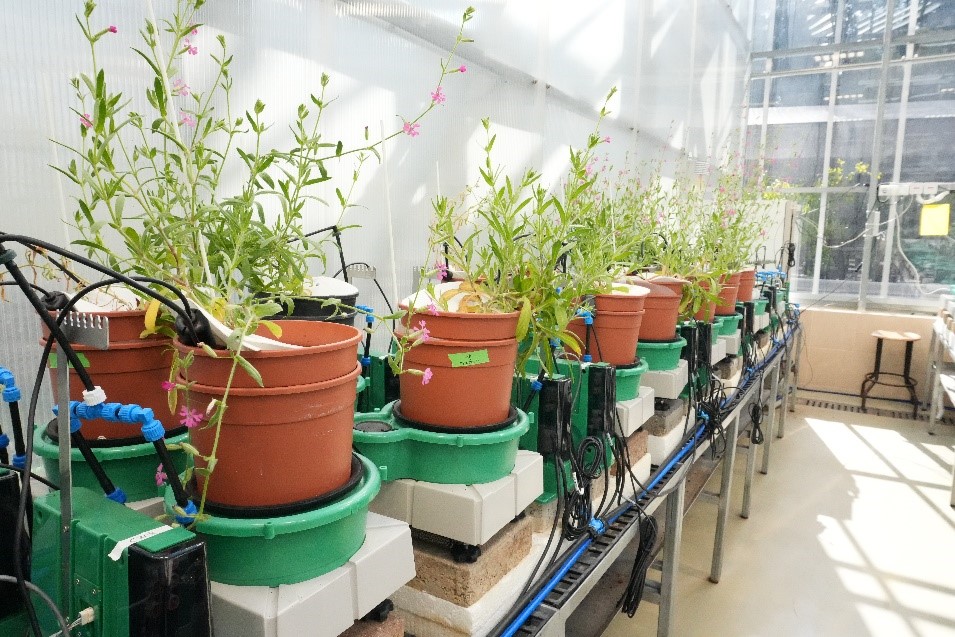 traditional phenotyping