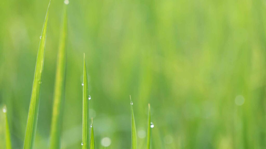 Plant Transpiration in nature