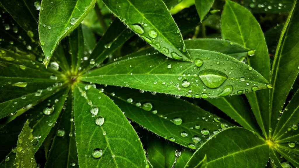 Plant Transpiration in the enviorment