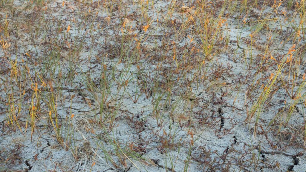 Salinity Stress in Plants