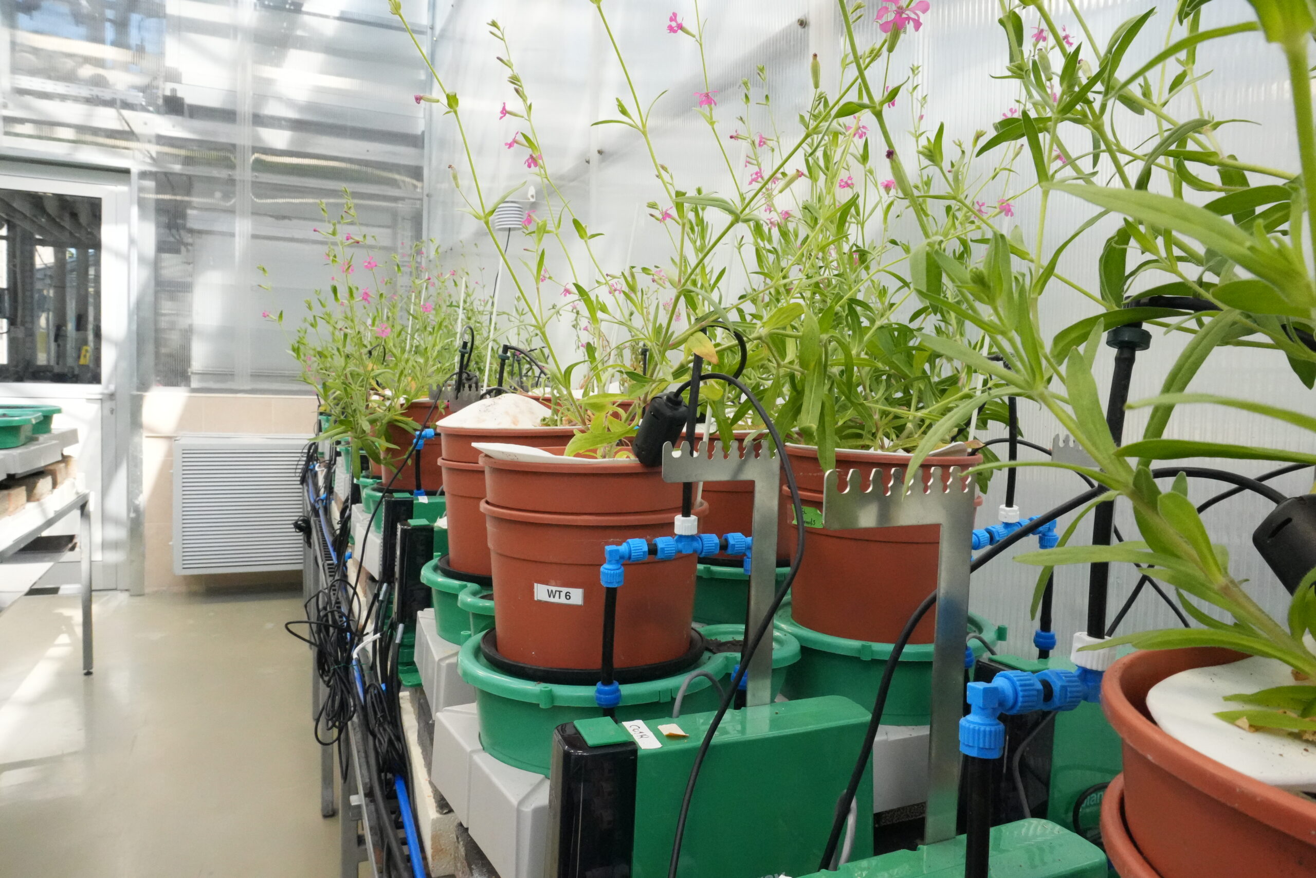 Plant Phenotyping Method
