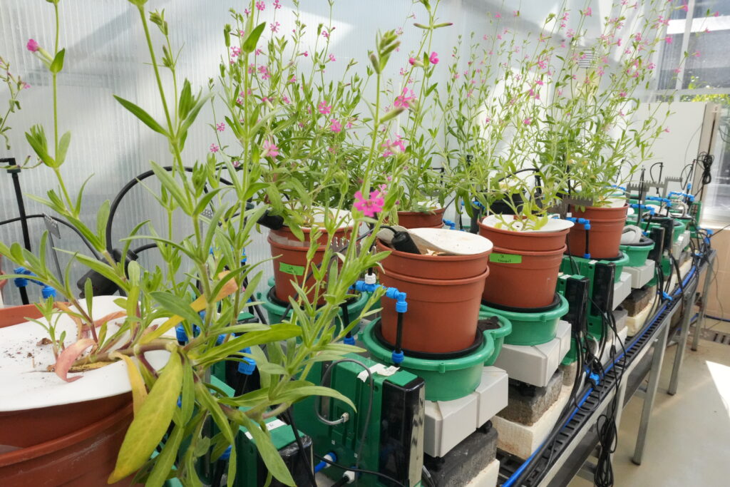 Plant Phenotyping Methods