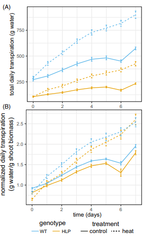 Daily transpiration of HLP vs WT tobacco under control and heat stress