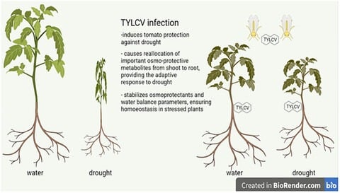 Plant abiotic stress research visualization