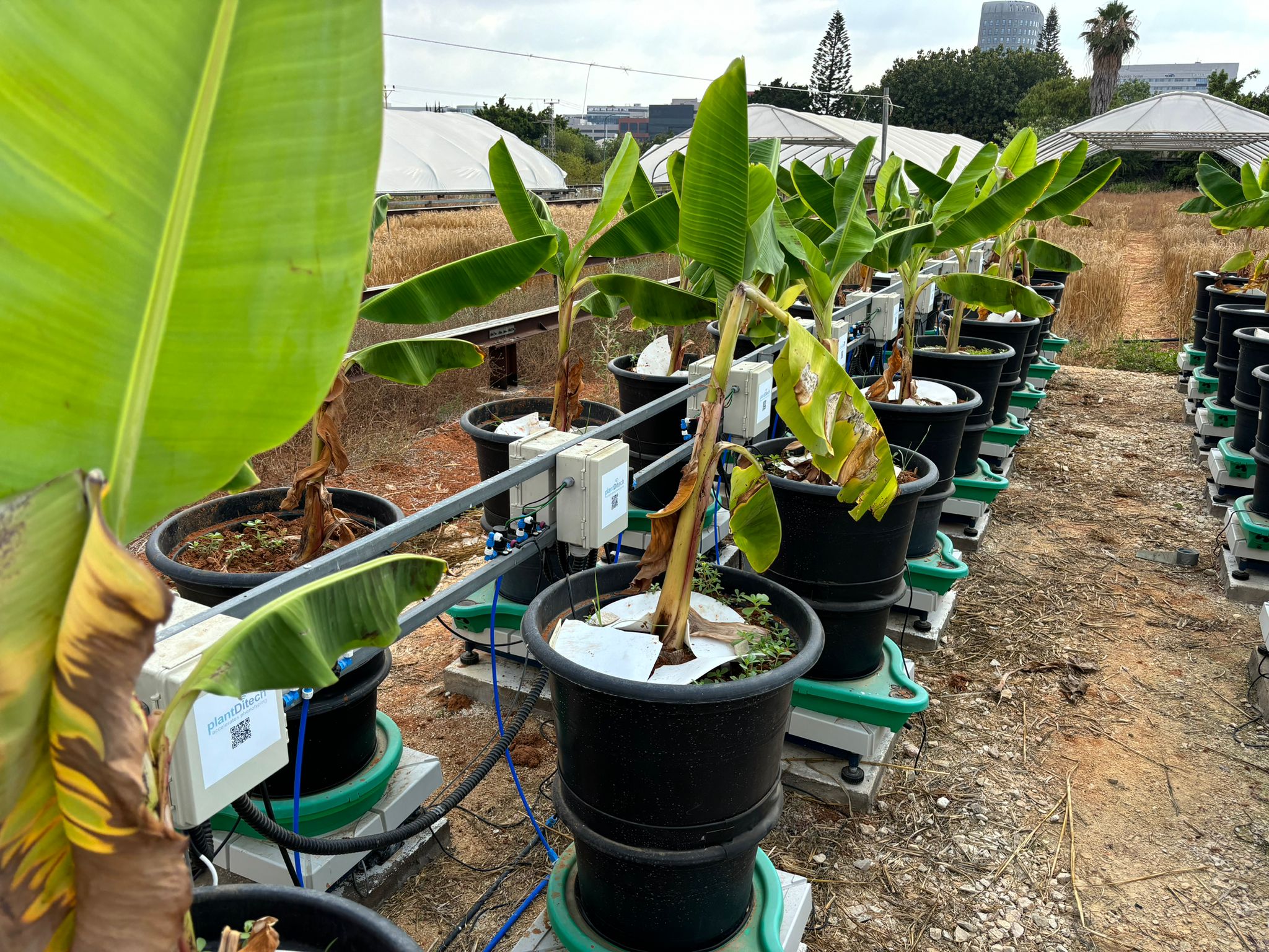PlantArray banana field installation