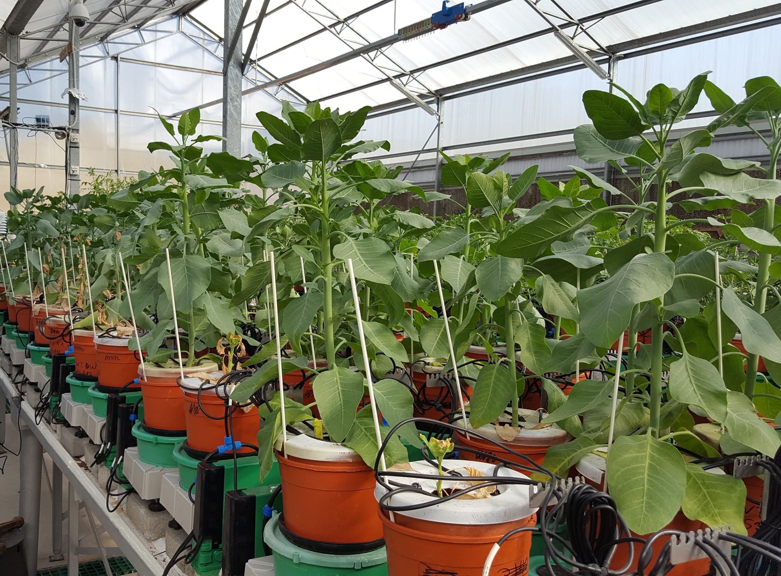 PlantArray greenhouse phenotyping setup