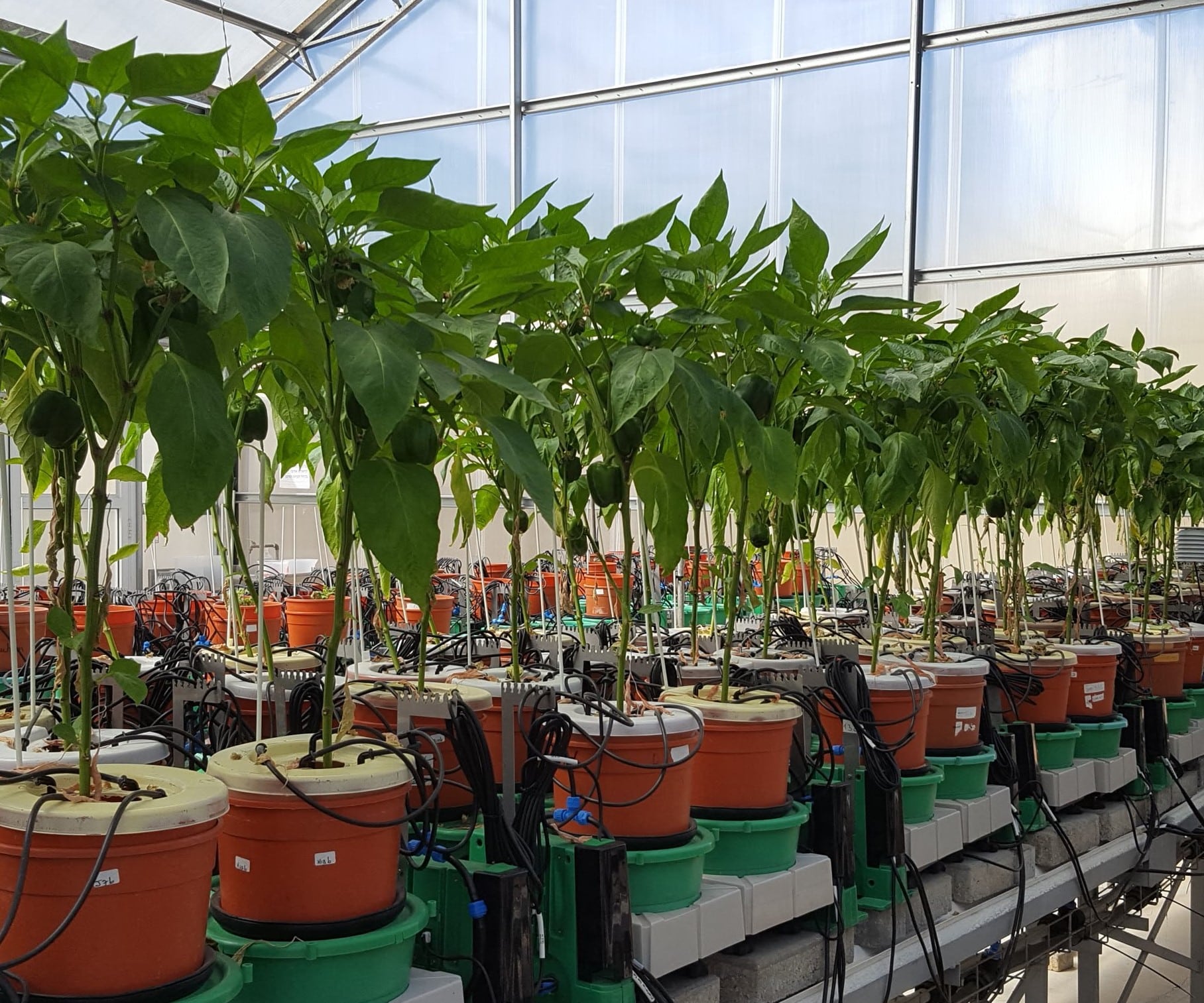 PlantArray system for pepper phenotyping in greenhouse