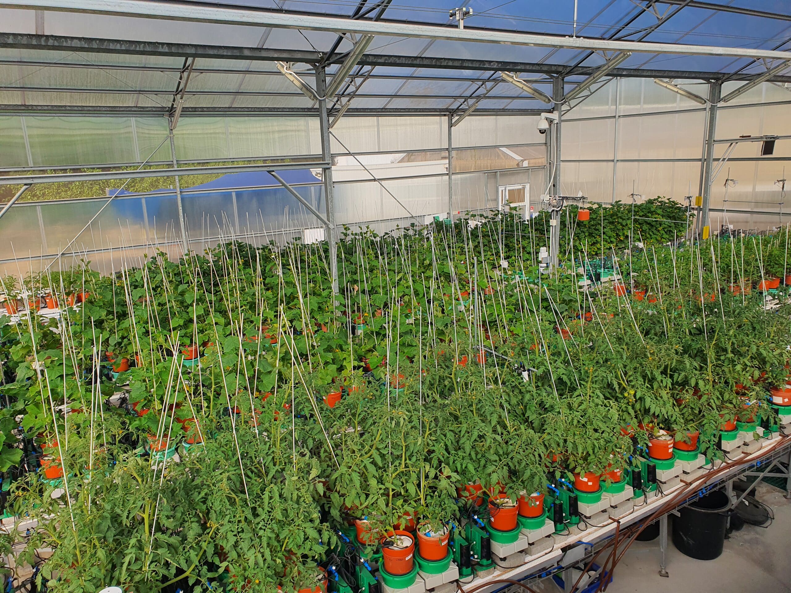 PlantArray tomato high throughput phenotyping
