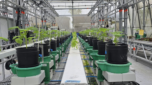 Implications for Crop Breeding and Environmental Adaptation 