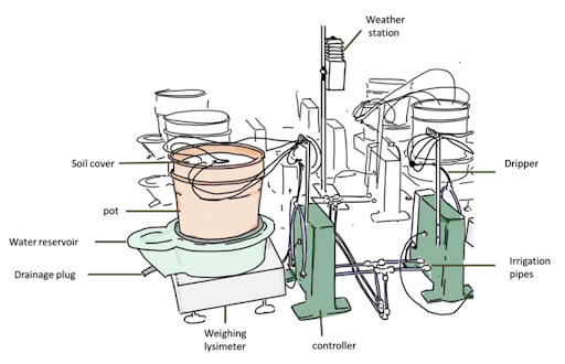 How Does the PlantArray Phenotyping System Analyze Plant Response to Abiotic Stress? 